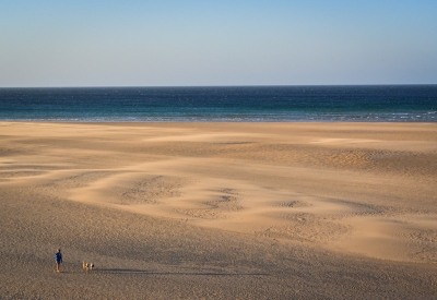 Dog Walking on the Sands